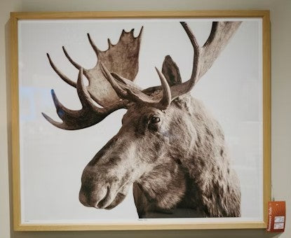 Magnificent Moose 50x42" Print